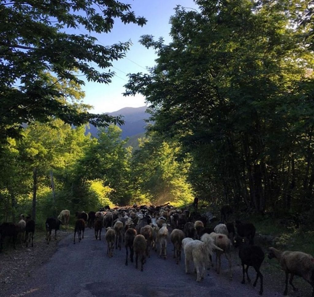 transhumance with a small cheese producer