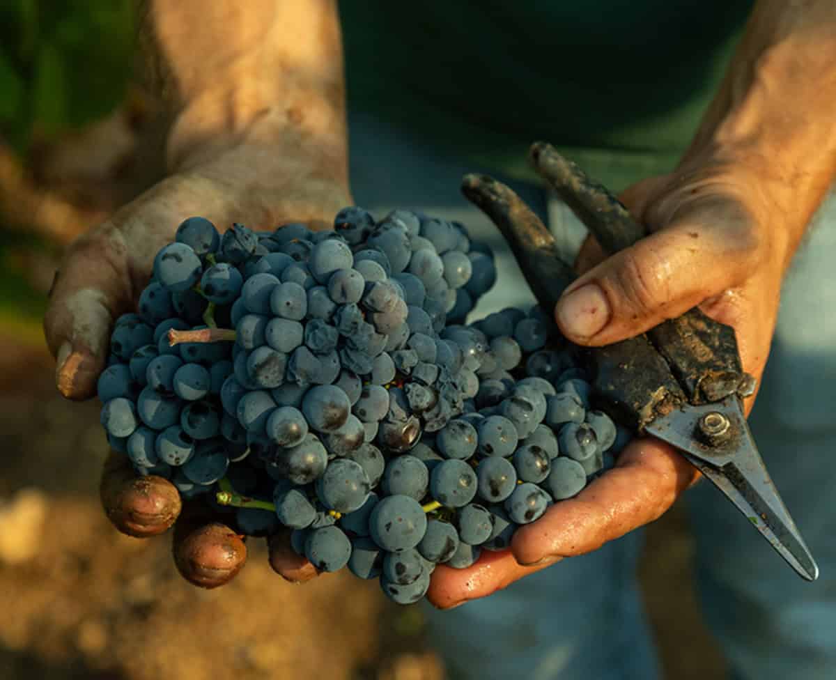 Primitivo Manduria 