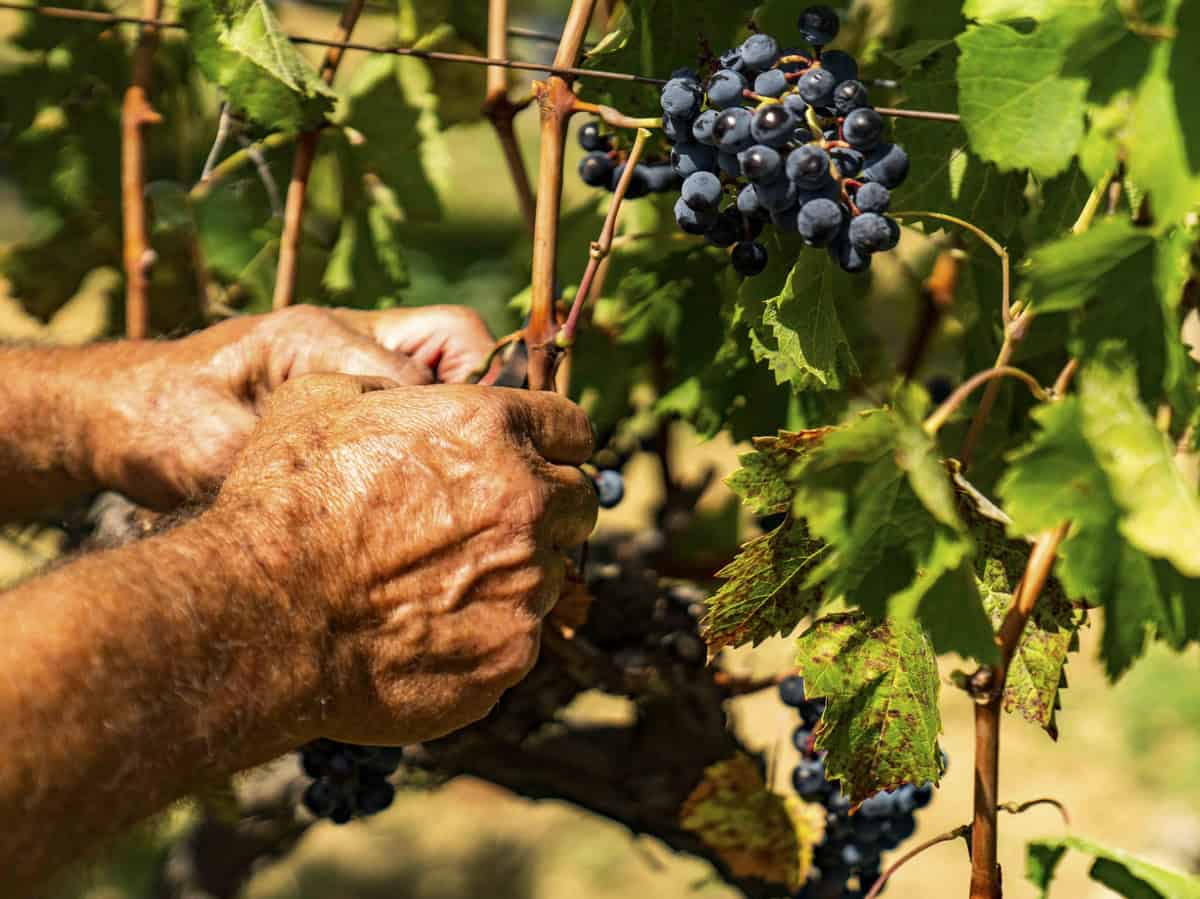 Sicilia Doc vendemmia - foto Consorzio